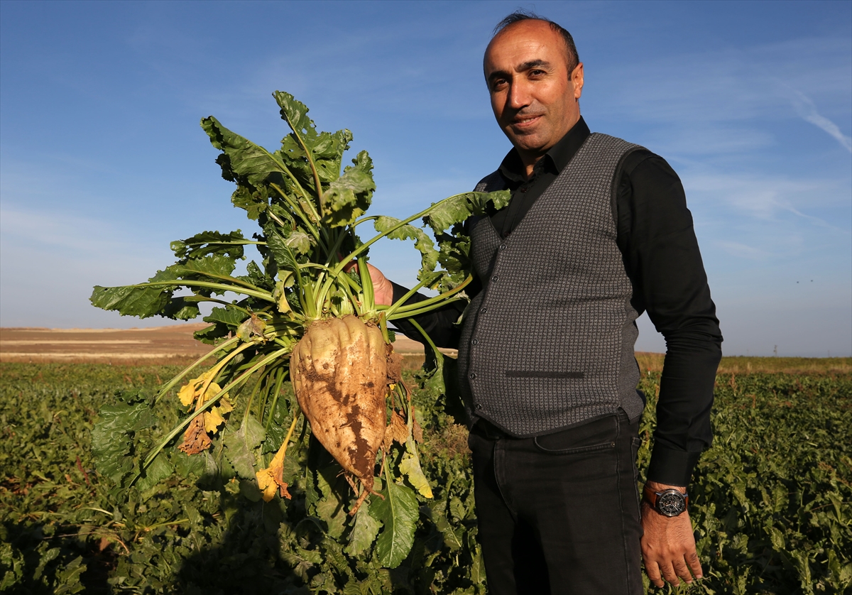 Muş ve Bitlis'te 800 bin ton pancarın şekere dönüşen yolculuğu sürüyor