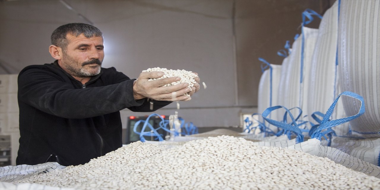 Bitlis'te 20 bin ton kuru fasulye hasadı yapıldı