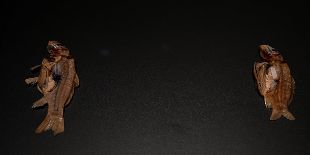 "Gerçek Hayvanların Anatomi Sergisi" İstanbul'da açıldı