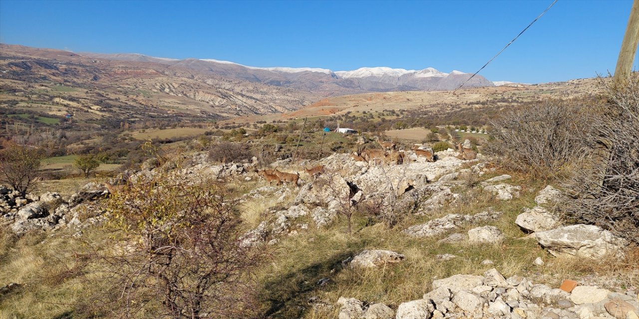 Tunceli'de koruma altındaki yaban keçileri yerleşim yerine indi