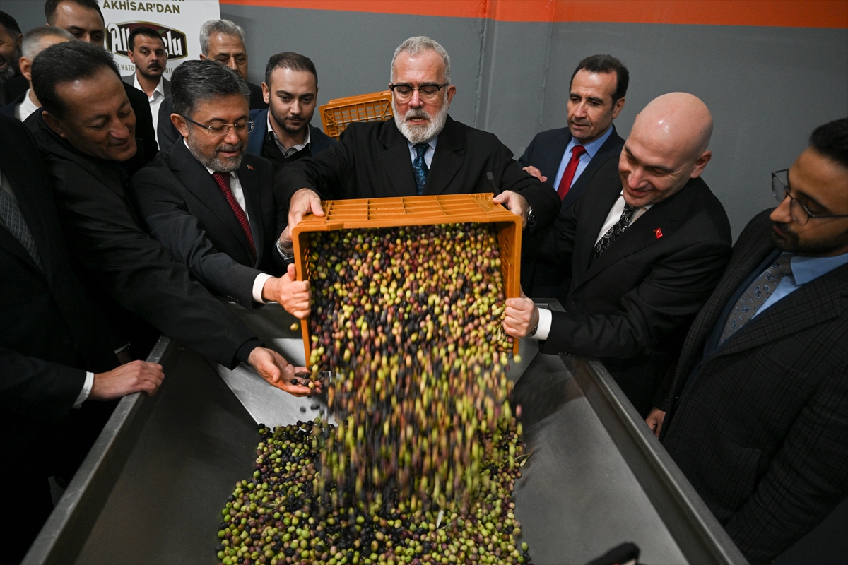 Zeytinyağı üretimi tüketimimize yeter