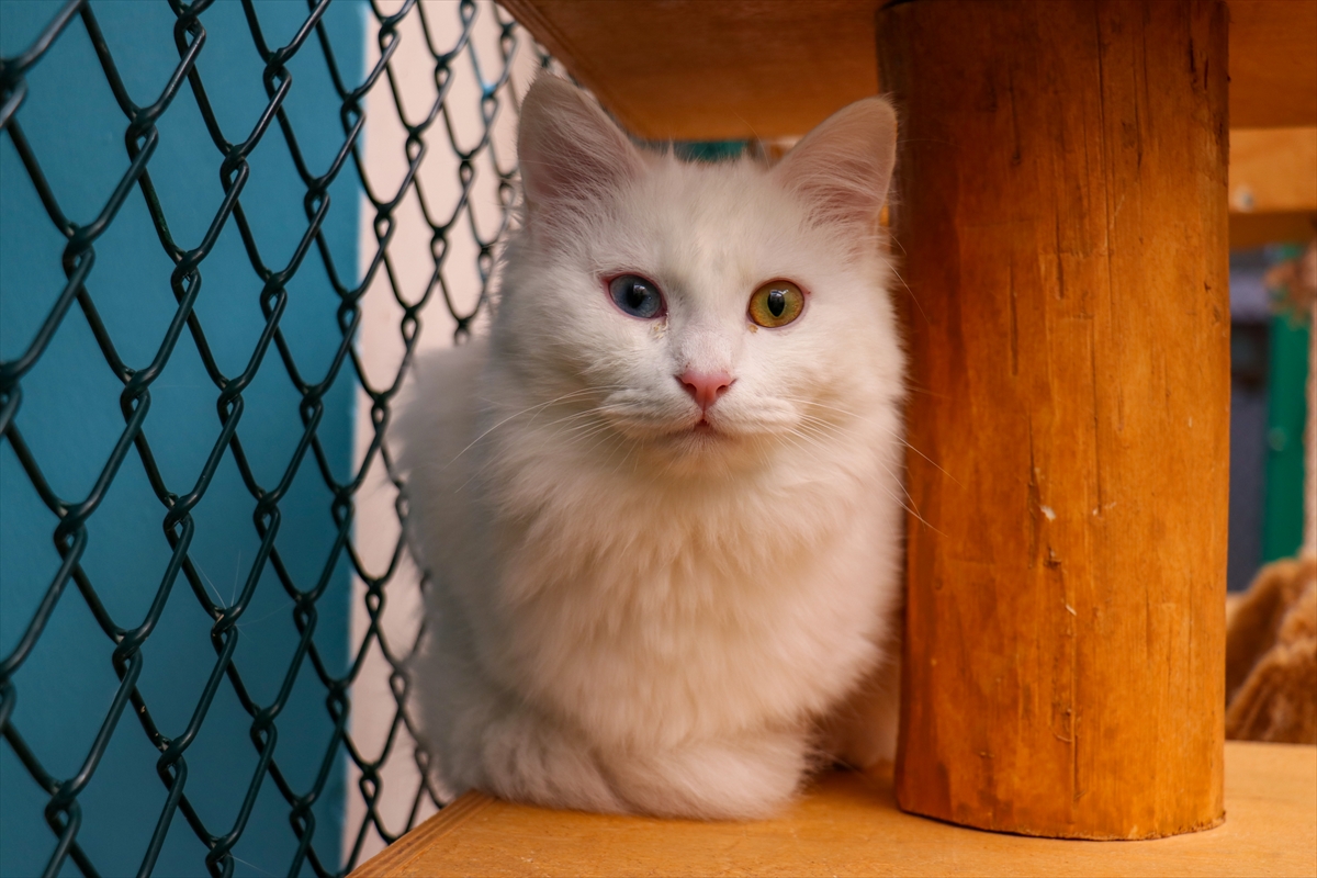 Van Kedi Villası'nda bu yıl 80 yavru sahiplendirildi