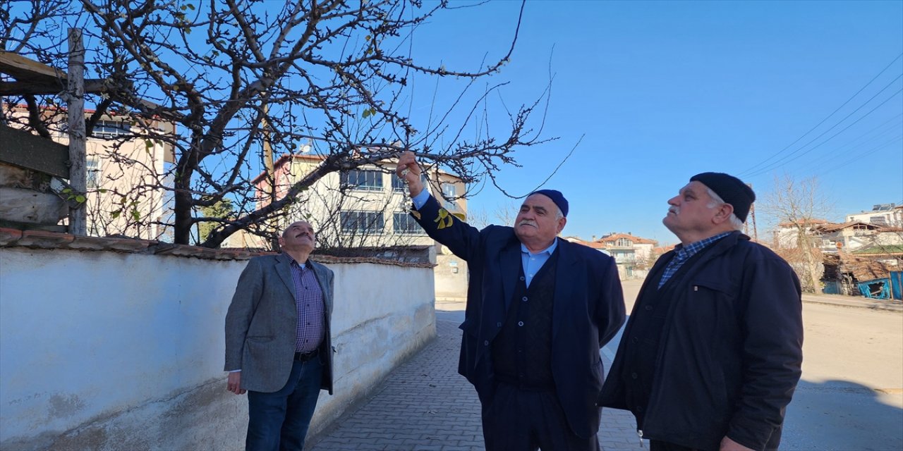Amasya'da kayısı ağacı aralık ayında çiçek açtı