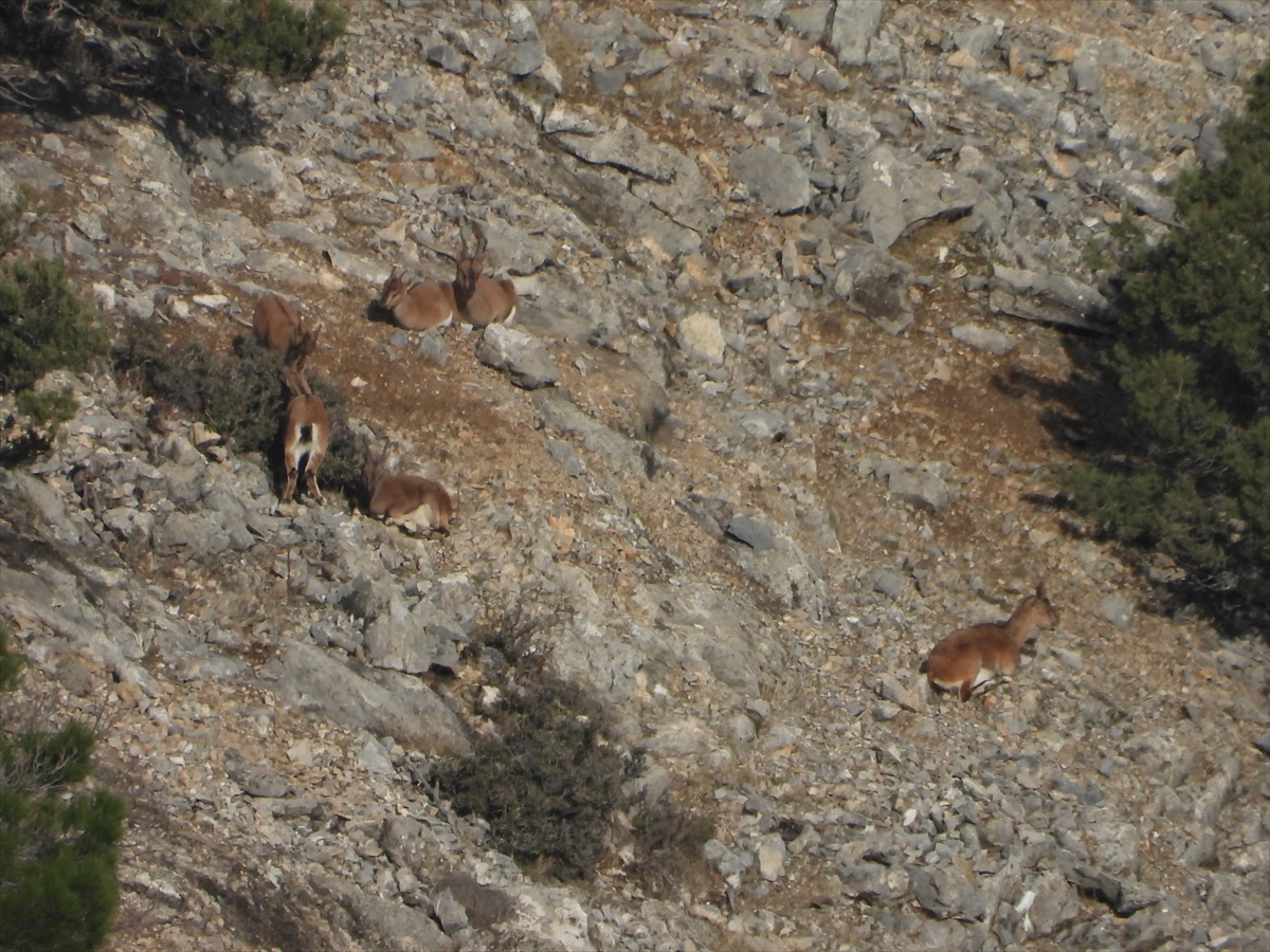 Aladağlar'daki yaban keçisi sayısı 2 bin 604'e ulaştı