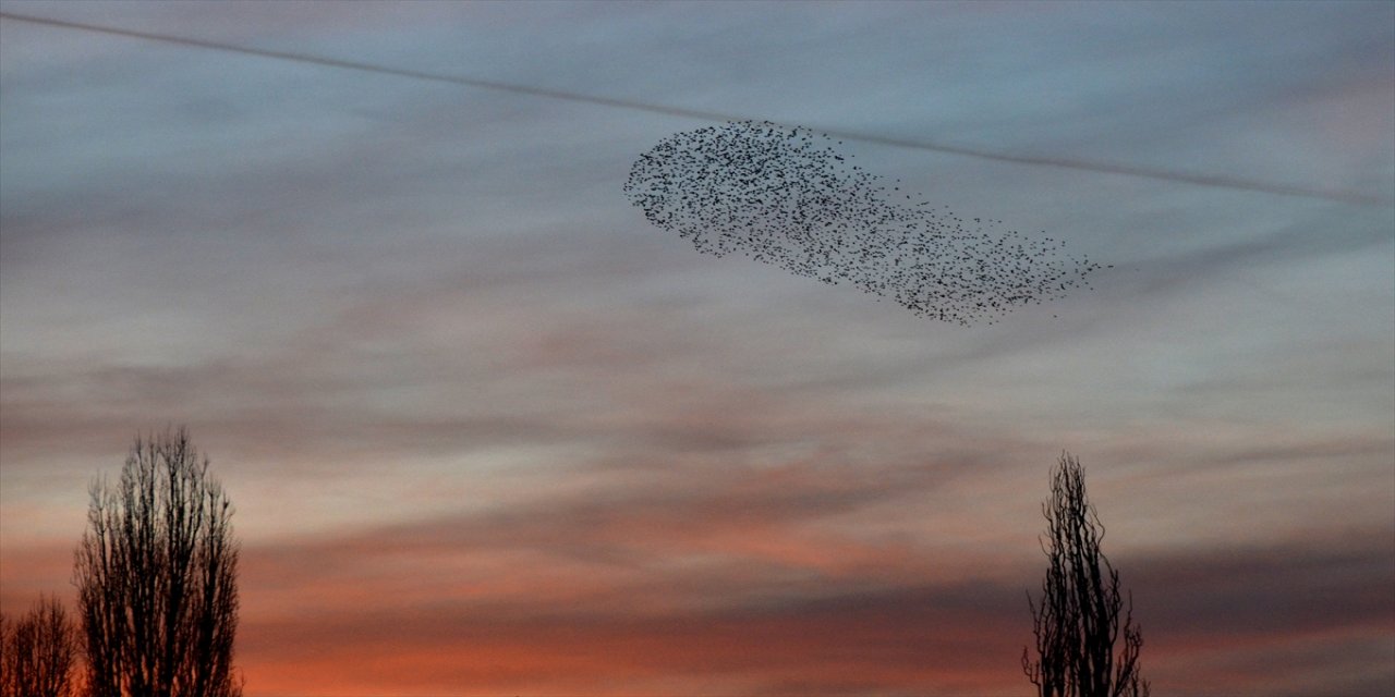 Kars'ta gün batımında "kuşların dansı" görüntülendi