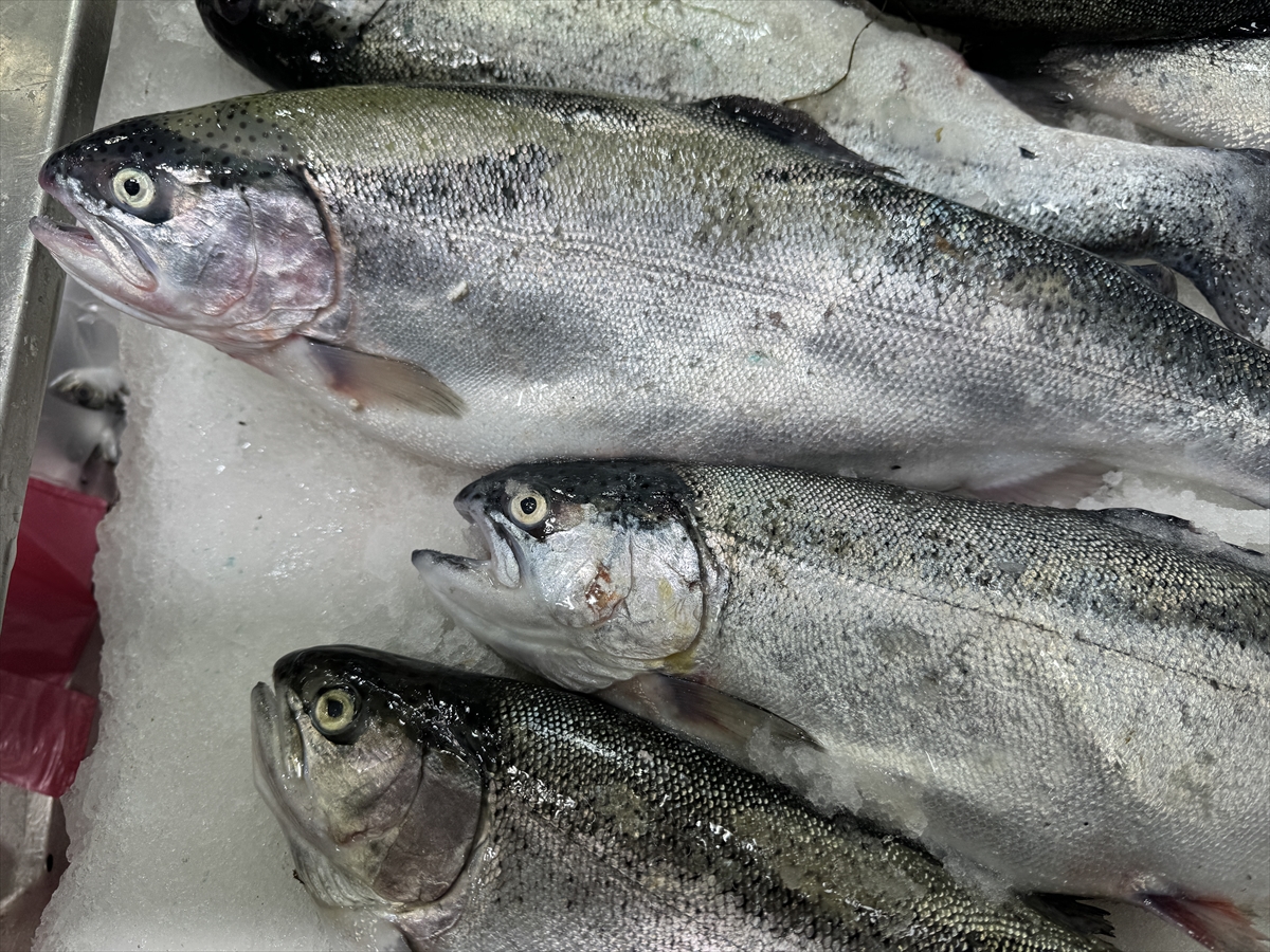 Sinop'ta 2023'te 26 bin 631 ton Türk somonu üretildi