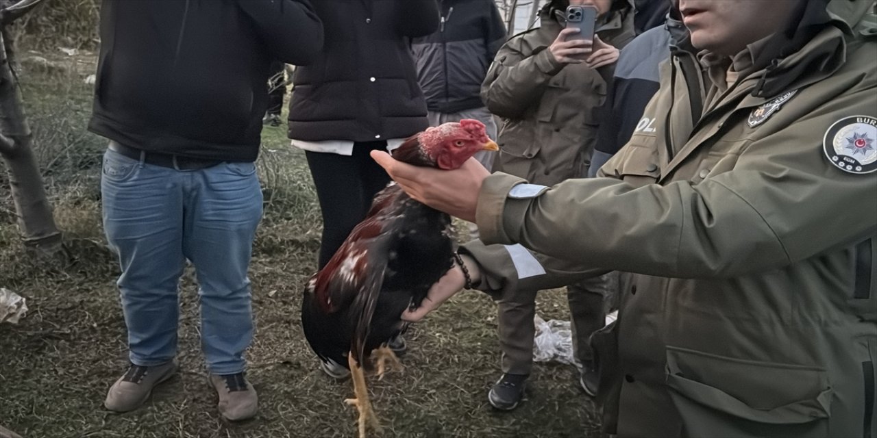 Bursa'da horozları istismar eden şüpheliler gözaltına alındı