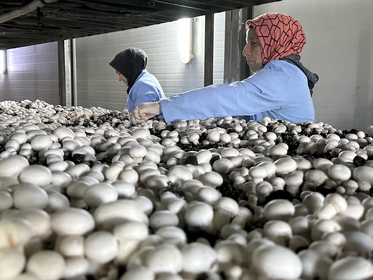 Devlet desteğiyle kurdukları tesiste yıllık 200 ton kültür mantarı üretiyorlar