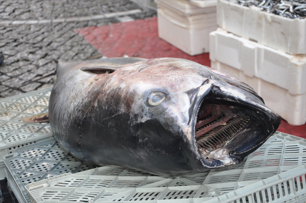 160 kilogramlık orkinos avlandı