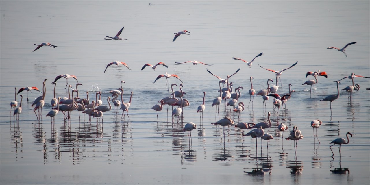 "Geçen yıla göre kuş sayısında artış olduğunu gözlemledik."
