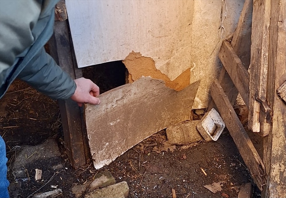 Kurtlar girdiği ağılda 20 küçükbaş hayvanı telef etti