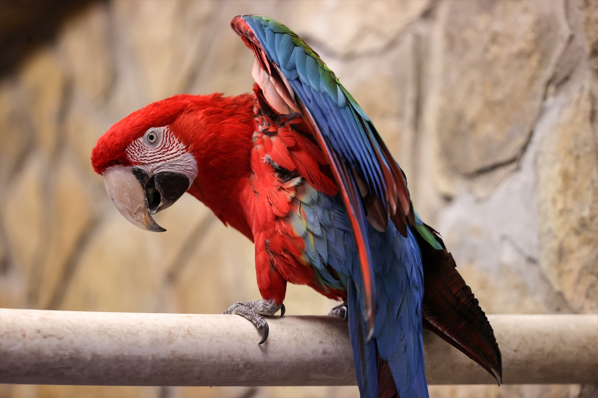Kayseri Hayvanat Bahçesi’nde renk cümbüşü