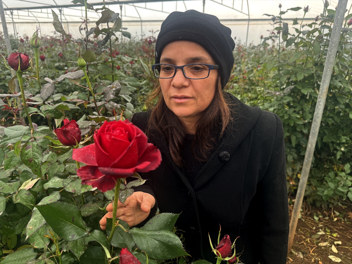Ziraat mühendisi kadın  gül üretiyor
