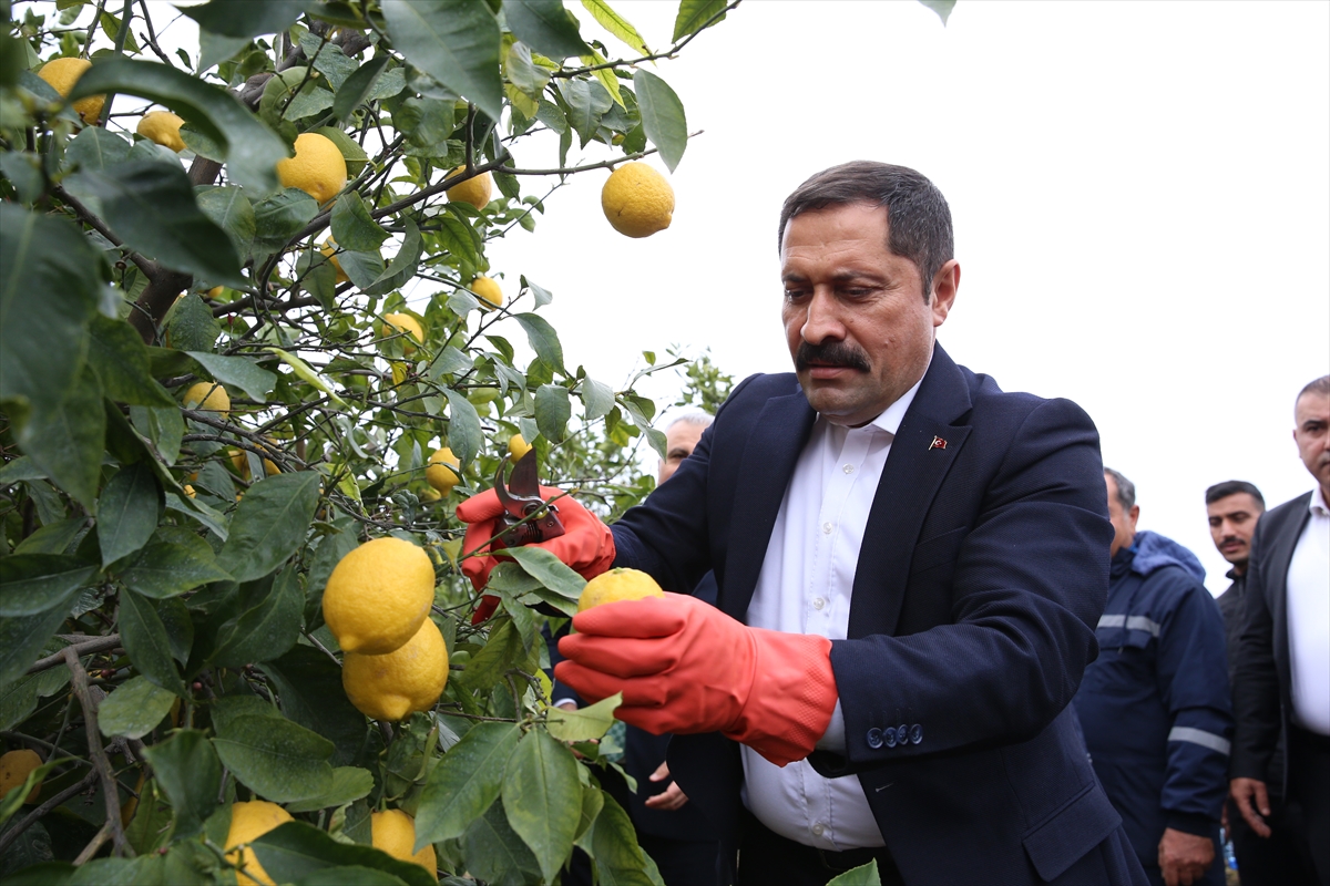 Hatay Valisi Mustafa Masatlı'dan depremzede limon üreticilerine destek