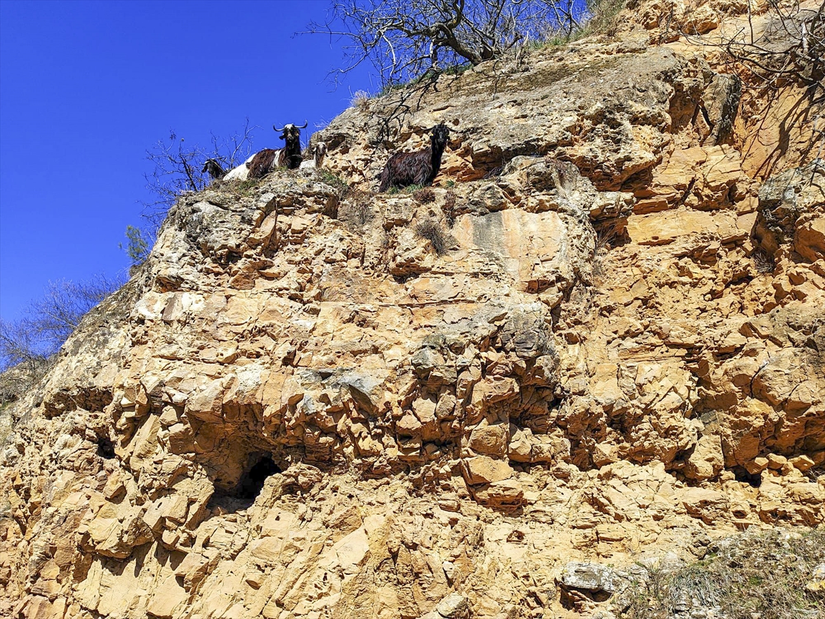 Uşak'ta kayalıklarda mahsur kalan 8 keçi kurtarıldı