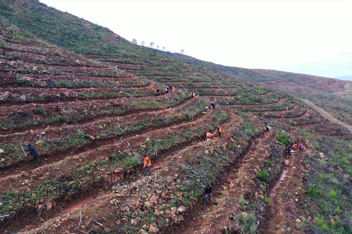 Marmaris'te yangında zarar gören 900 hektar alanda ağaçlandırma çalışması yapıldı