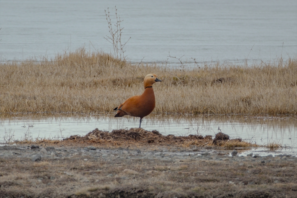 Kars'ta angıtlar buz tutmayan sulak alanlarda beslendi
