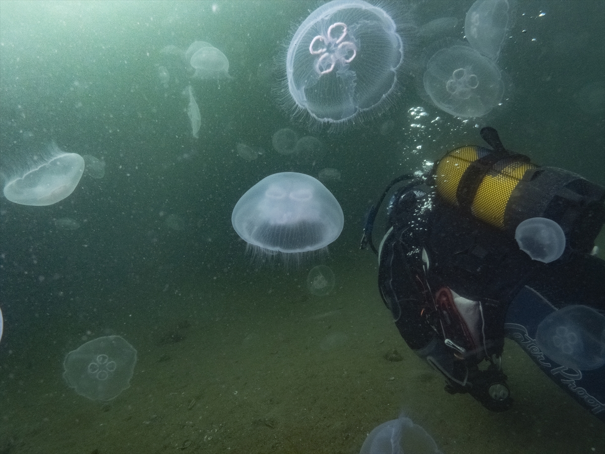 Denizanası popülasyonunun artmasında sıcaklık ve kirlilik etkili oluyor