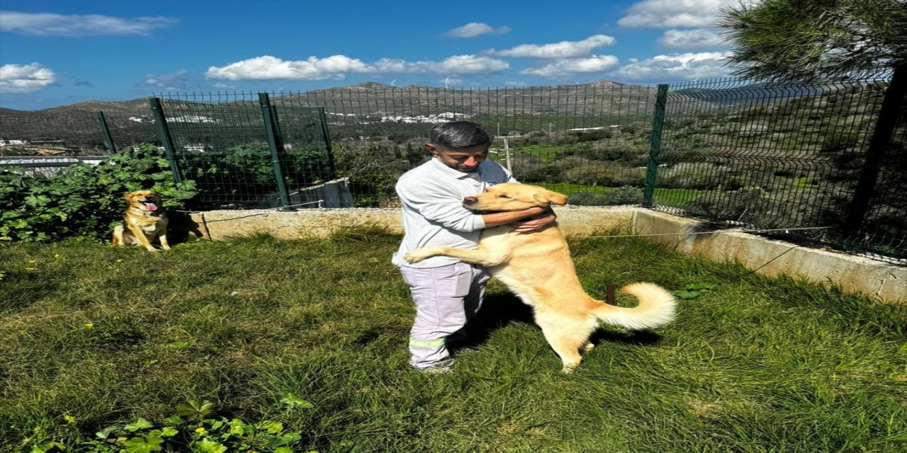 Bodrum'da zehirlendiği belirlenen 4 köpek ve 3 kedi öldü