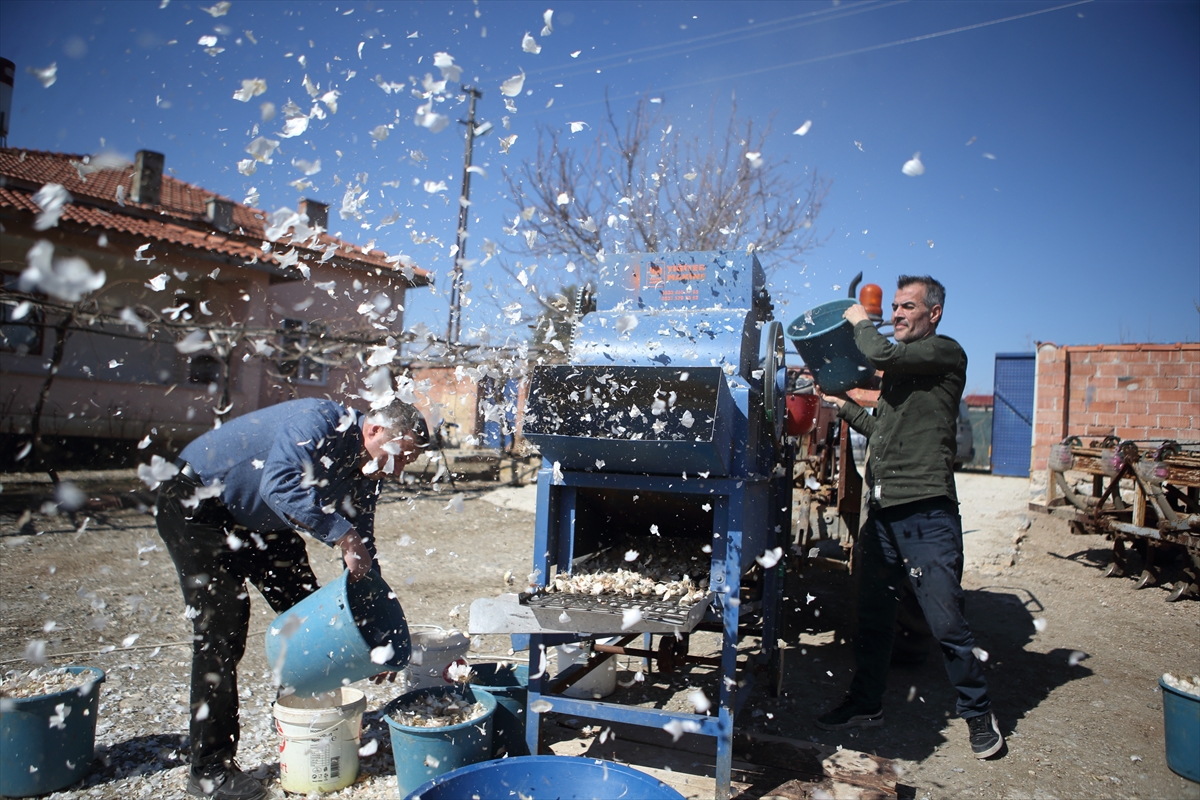 Çorum'da çiftçinin geliştirdiği "sarımsak dişleme makinesi" işçilik ve zamandan tasarruf sağlıyor