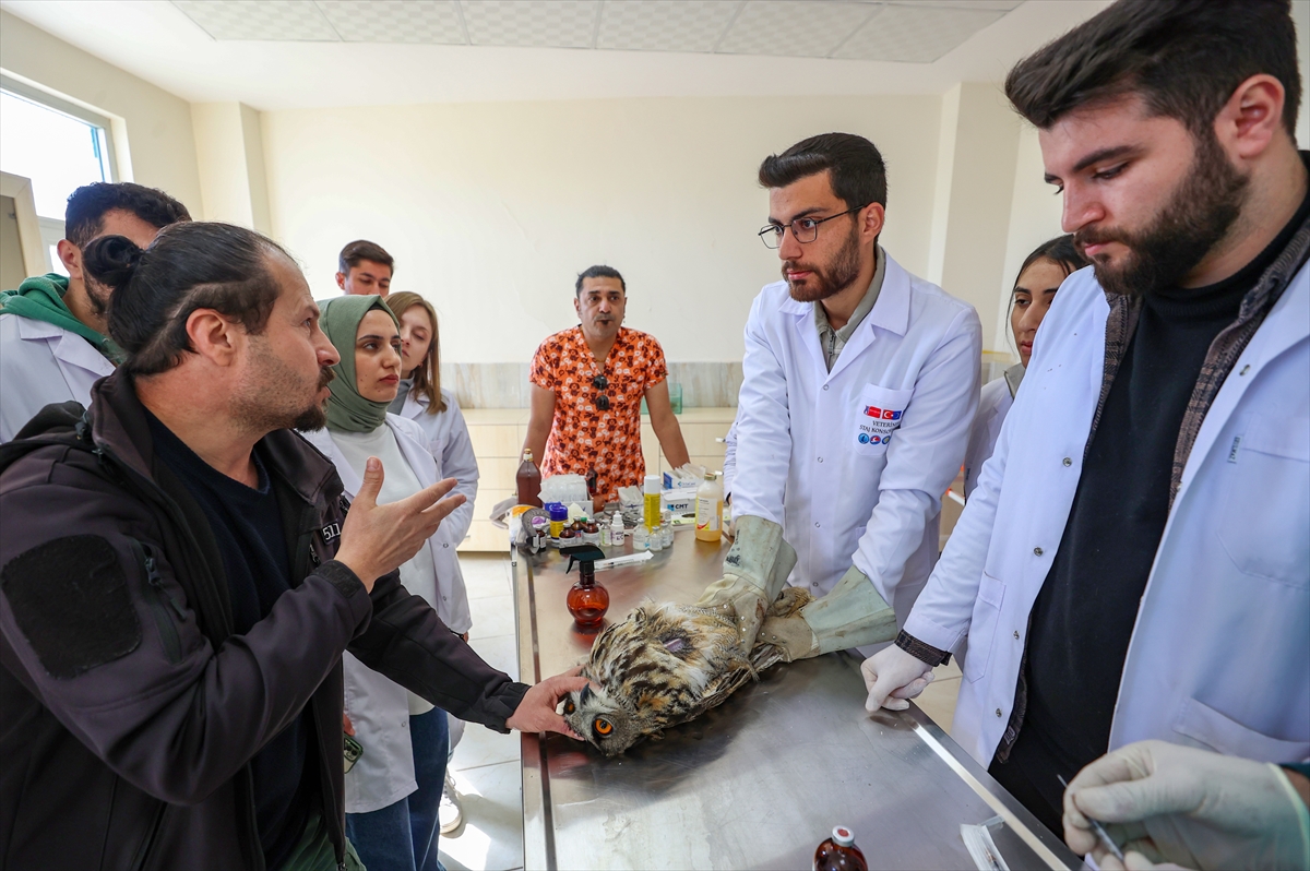 Diyarbakır'da veteriner hekim adayları yaban hayvanlarının tedavisini uygulamalı öğreniyor
