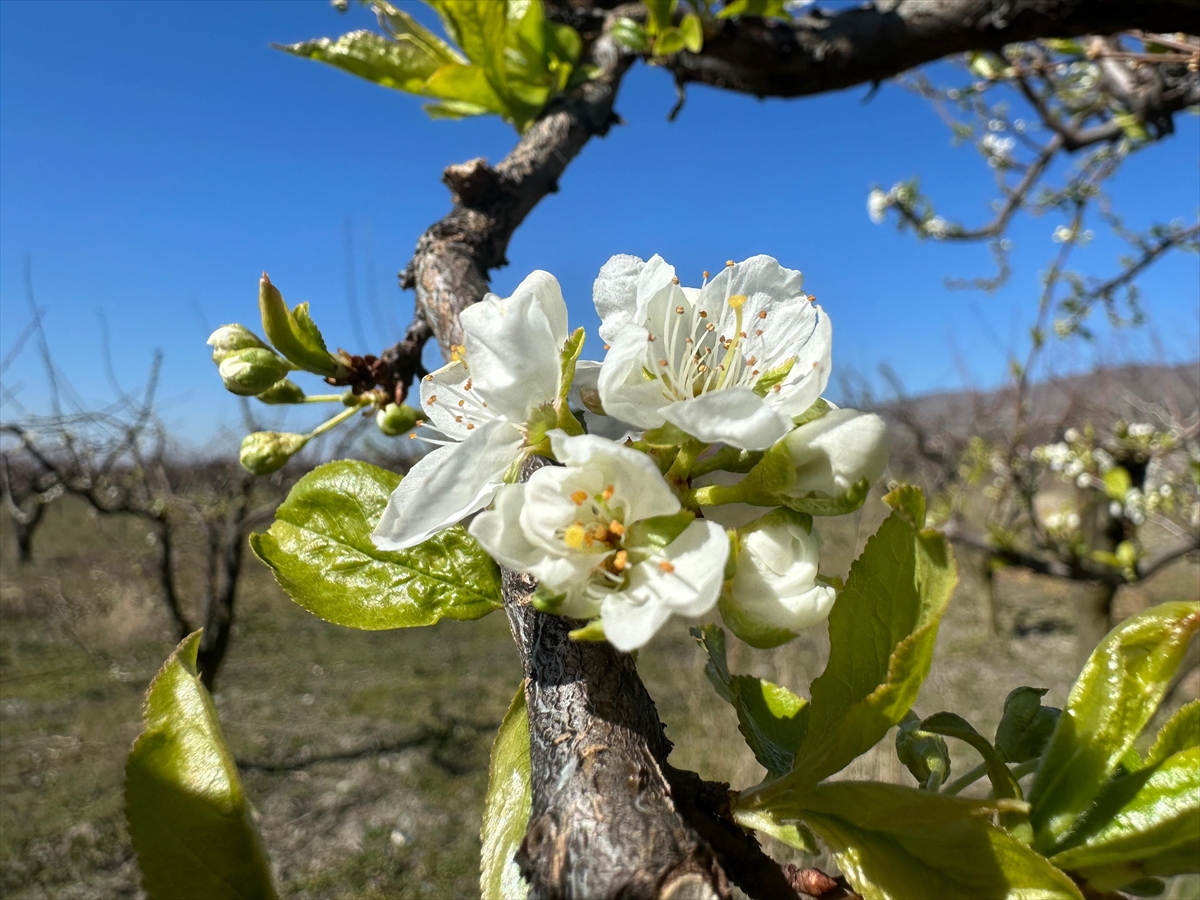Tokat'ta erken çiçek açan meyve ağaçlarında don tehlikesi