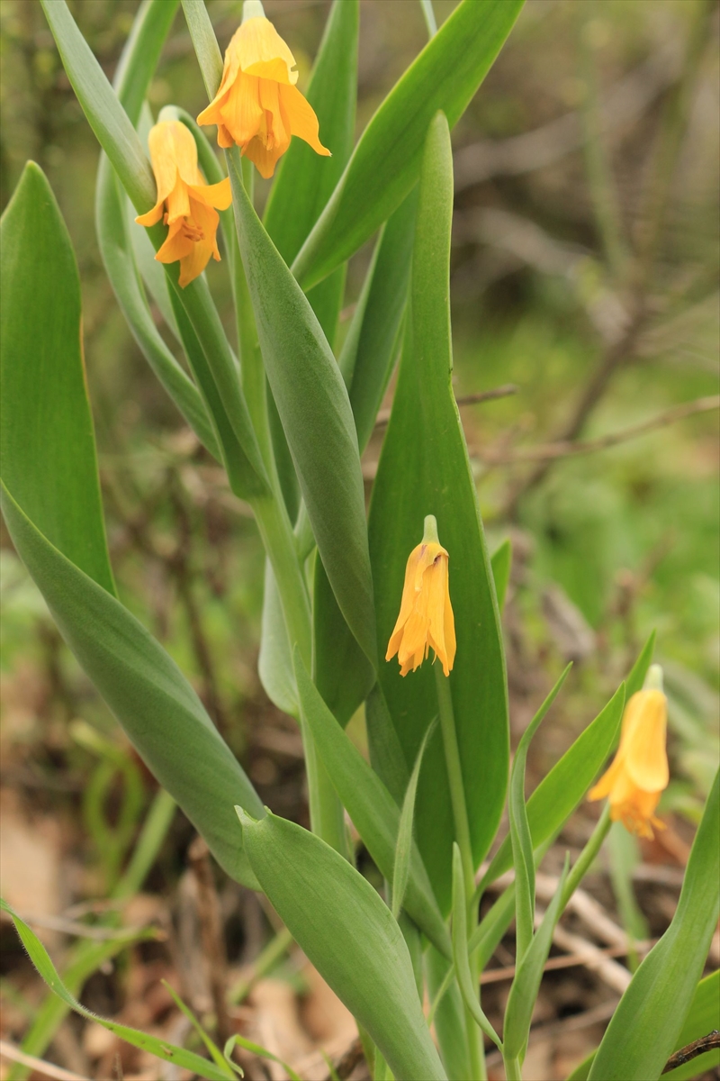Diyarbakır'da keşfedilen yeni ters lale türü literatüre kazandırıldı