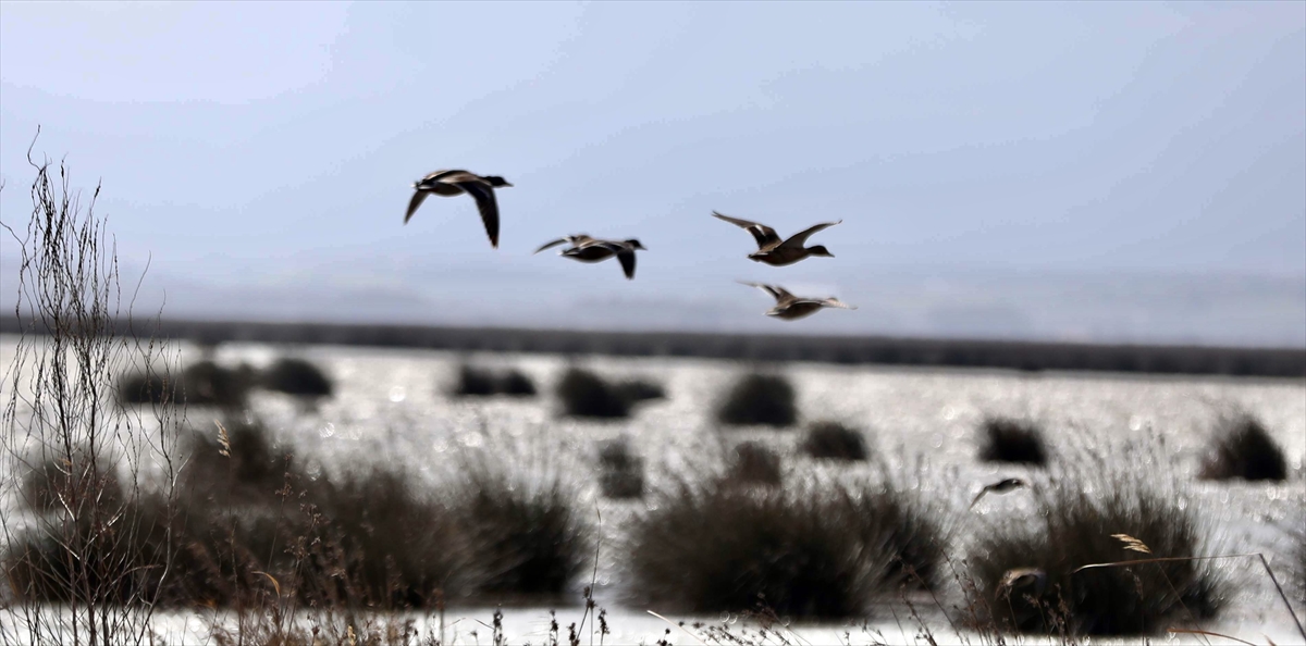 Kızılırmak Deltası bu kış yaklaşık 160 bin su kuşuna yuva oldu