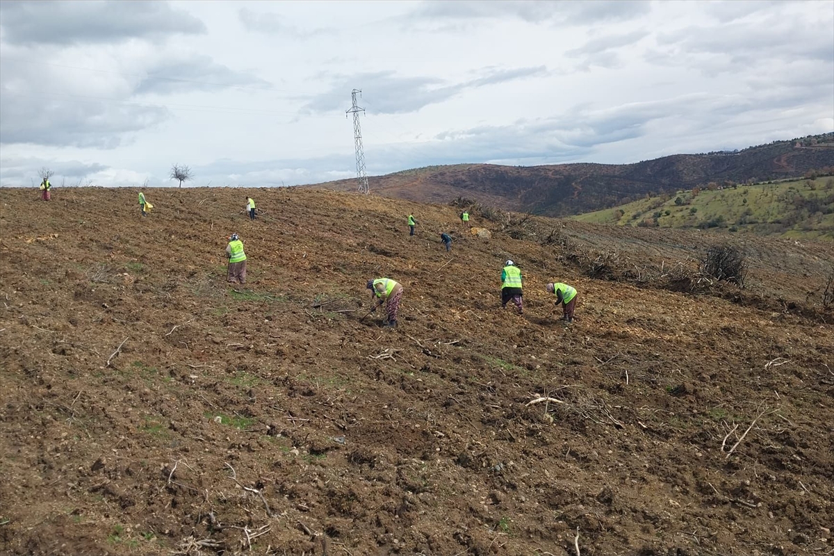 Kütahya'da geçen yıl yanan ormanlık alan ağaçlandırılacak