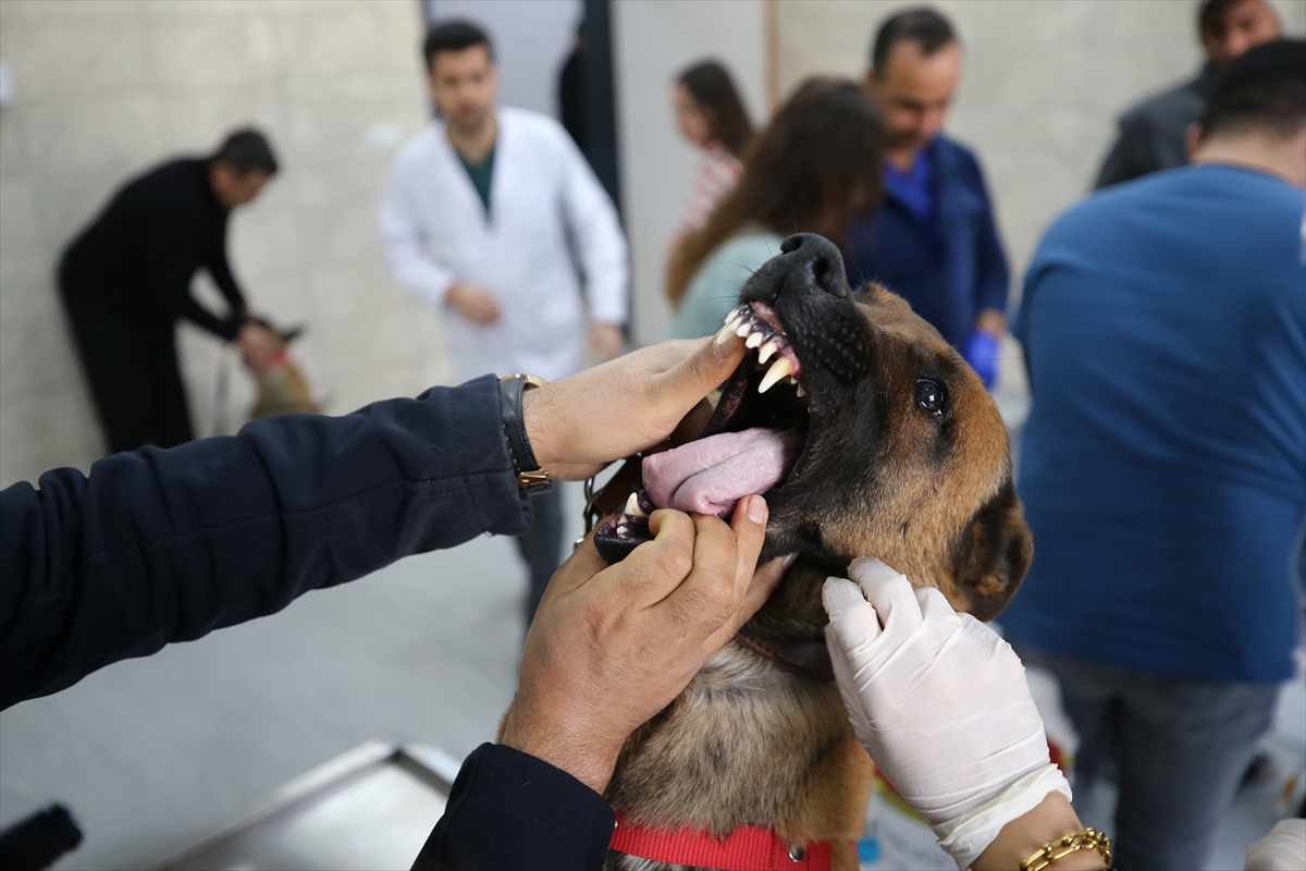 Jandarmanın dedektör köpeklerinin sağlık kontrolleri ve tedavisi uzman ellerde yapılıyor