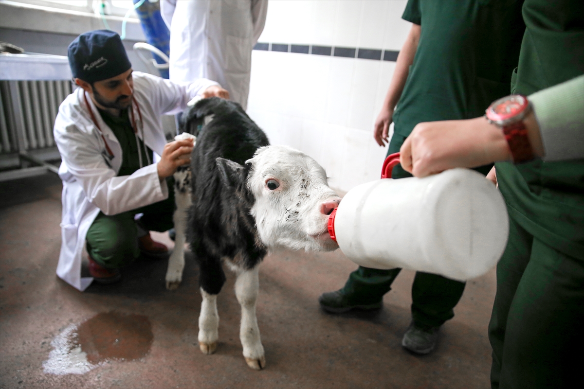 Hasta olduğu için terk edilen buzağı "Fındık"ı özverileriyle hayata bağladılar