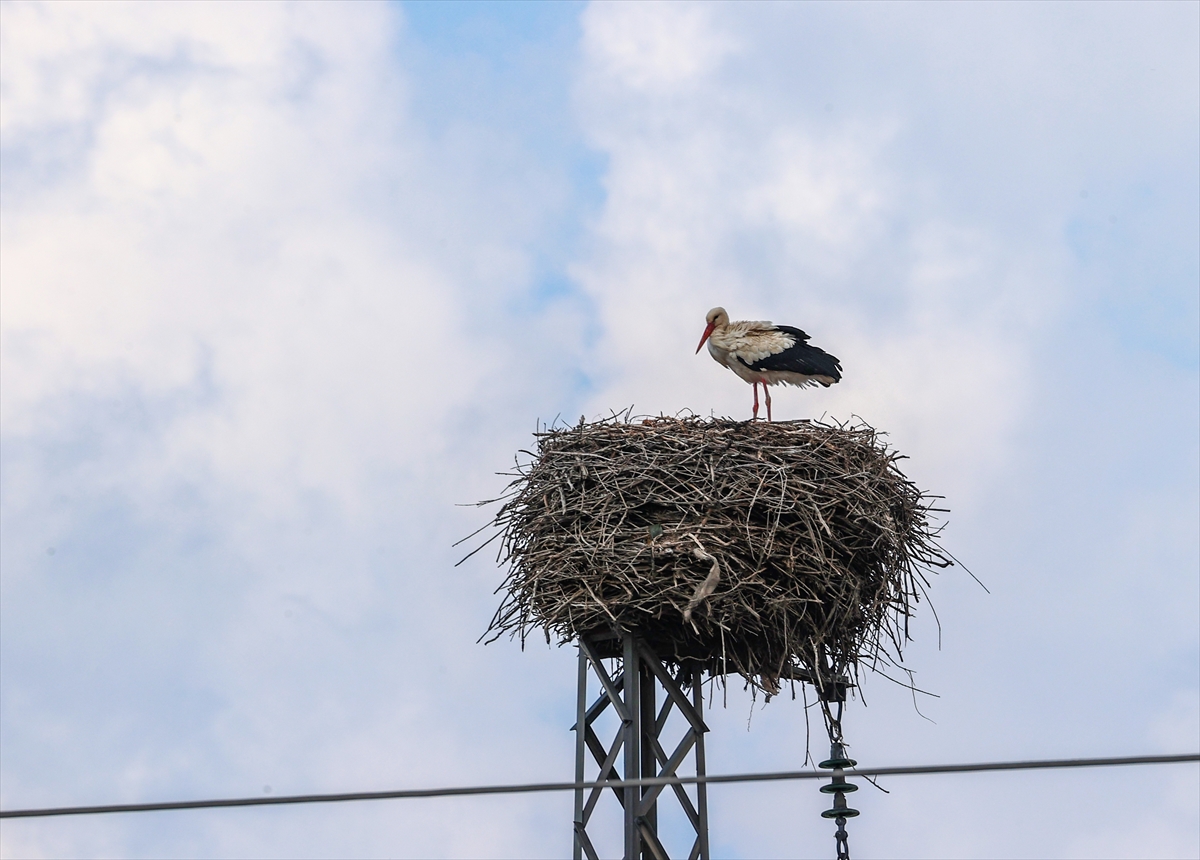 Leylekler göç etmemeye başladı
