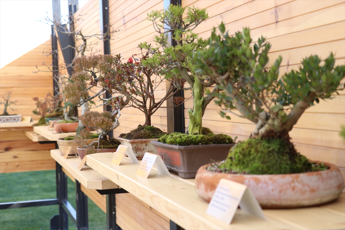 Türkiye'nin ilk "bonsai müzesi" Yalova'da açıldı
