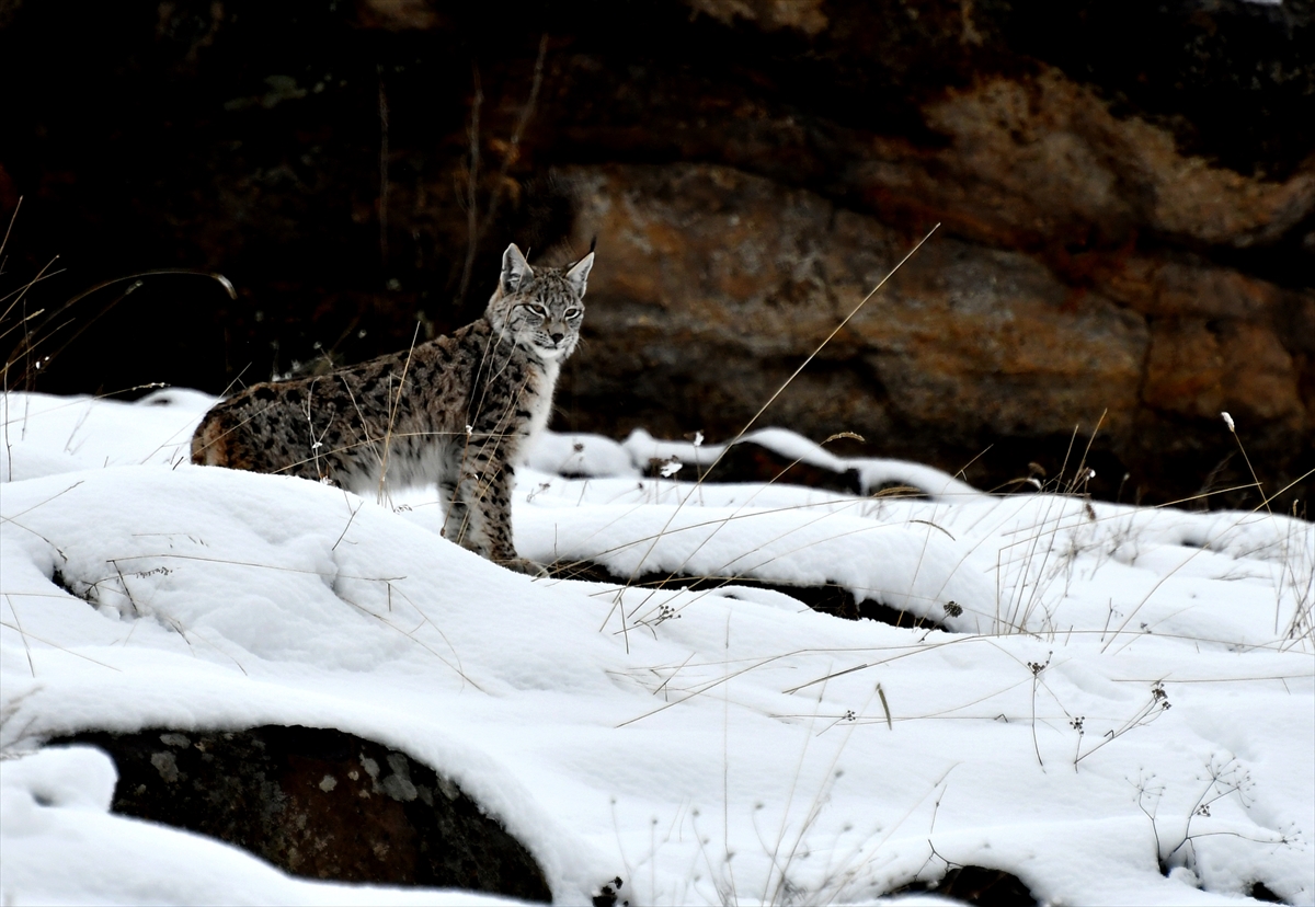 Kafkas vaşağı karlı arazide gündüz avlanırken görüntülendi