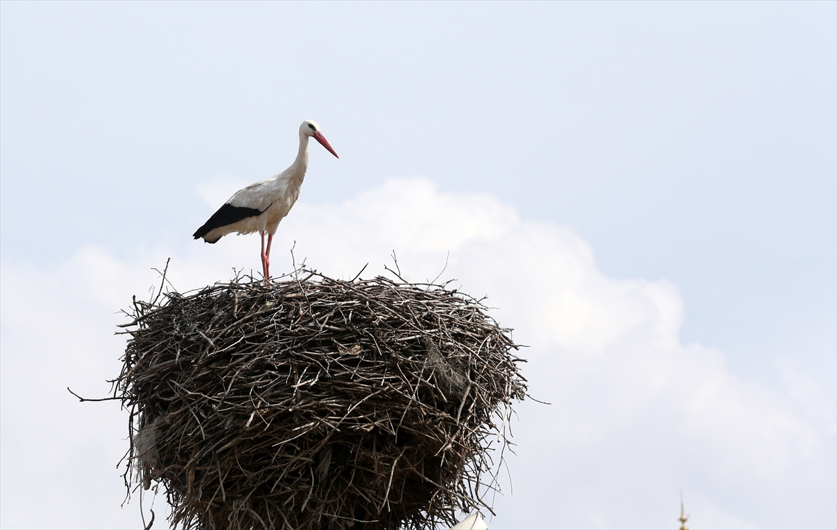 Leylekler havanın ısınmasıyla Muş Ovası'ndaki yuvalarına döndü