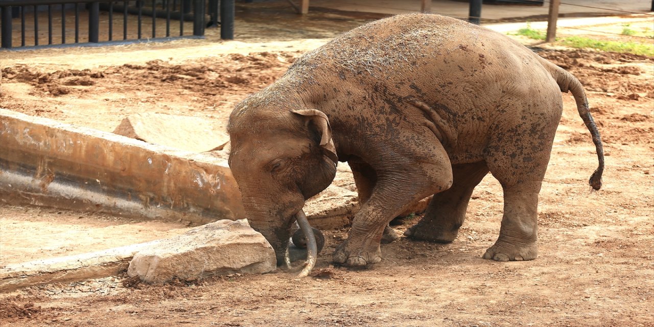 Hayvanat bahçeleri yoğun ilgi nedeniyle zorlanıyor.