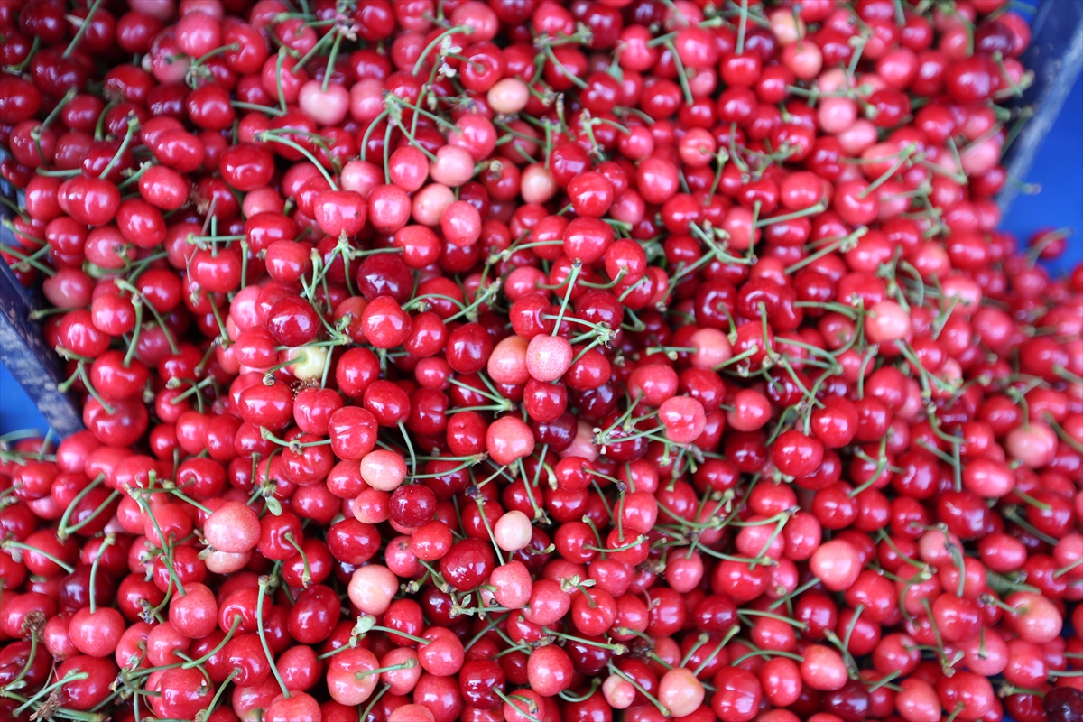 Manisa'da sezonun ilk kiraz hasadı yapıldı