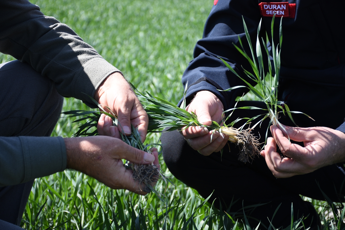 Konya'da hububat ürünlerinde bitki gelişimi iyi ancak bahar yağışları önemli