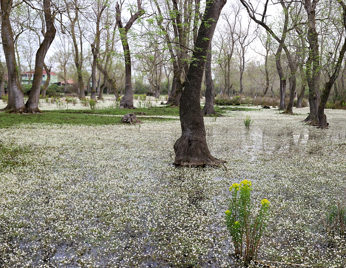Kızılırmak Deltası'nın "su papatyaları" ilkbaharda masalsı
