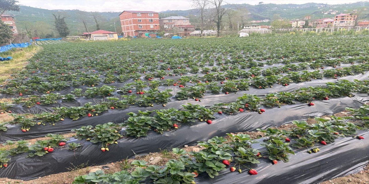 Ordu ekonomisine 90 milyon lira çilek etkisi bekleniyor.
