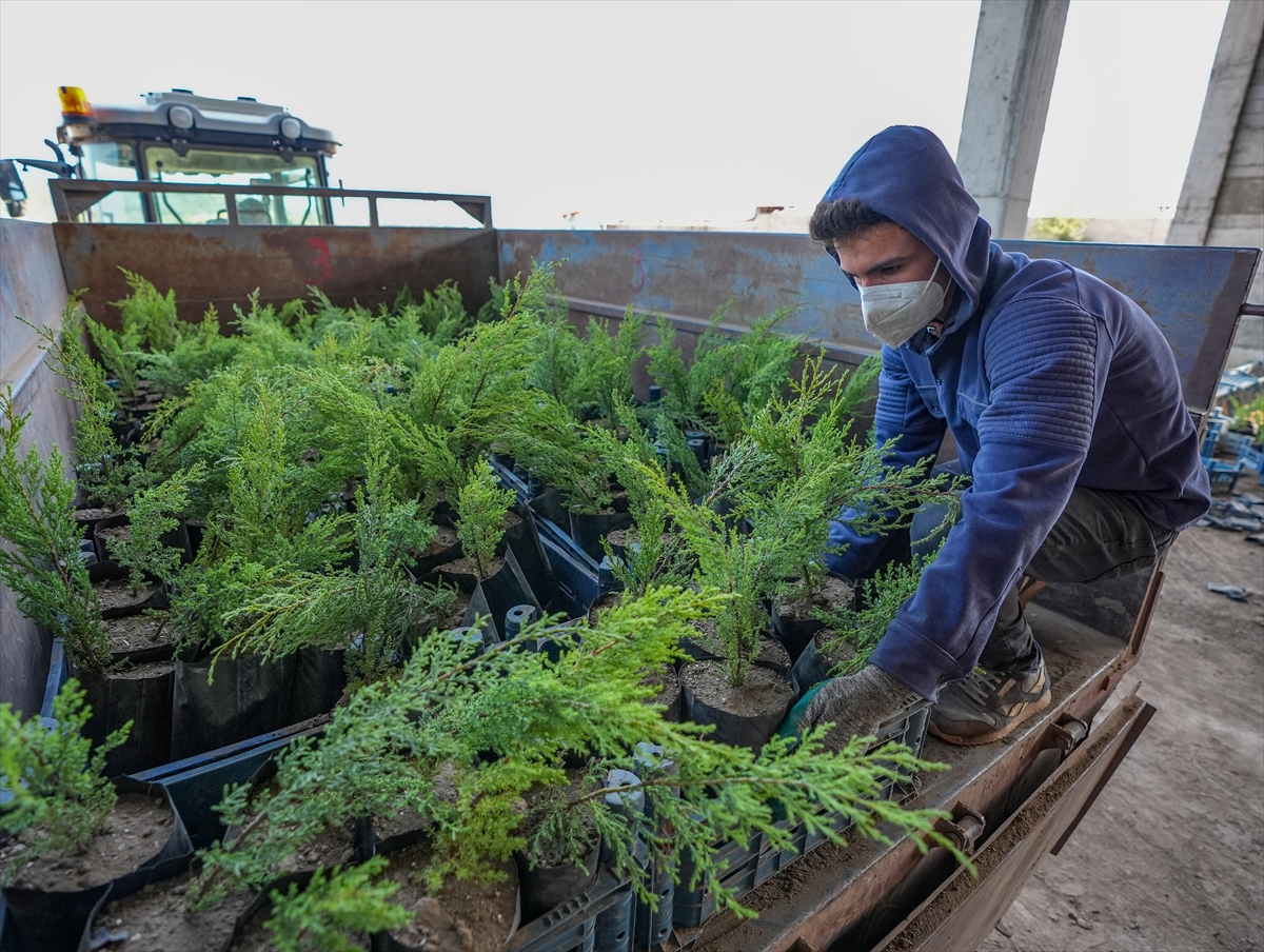 Diyarbakır'da her yıl 3 milyon fidan yetiştiriliyor