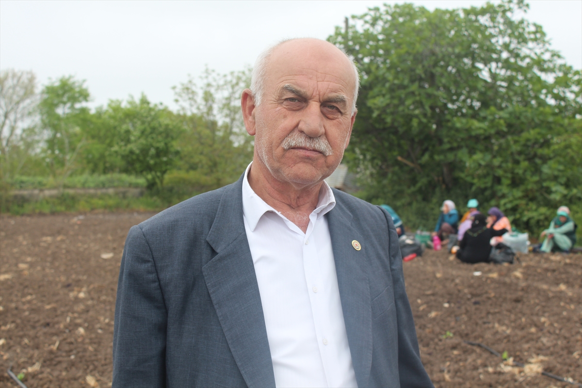 Bafra Ovası'nda karpuz fideleri dikiliyor