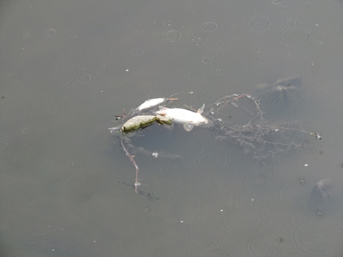 Tokat'ta Yeşilırmak Nehri'nde şüpheli balık ölümleri