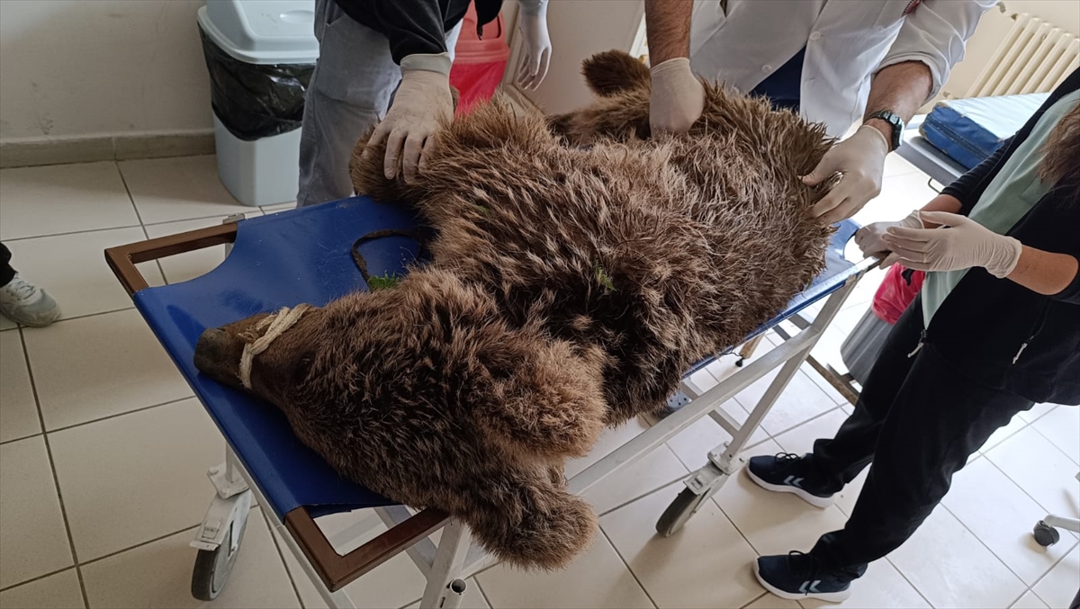 Yaralı  ayı korumaya alındı