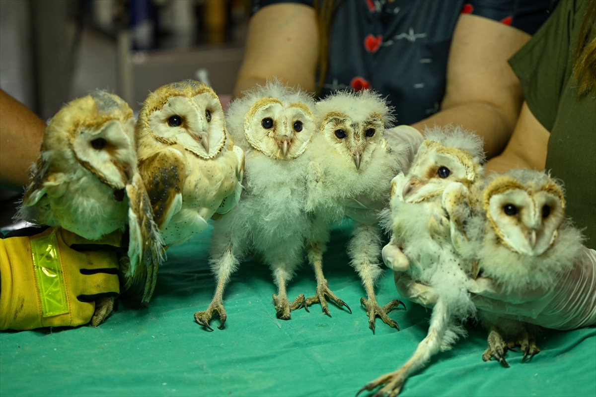 Gaziantep'te yuvadan düşen  baykuş yavrusu bakıma alındı