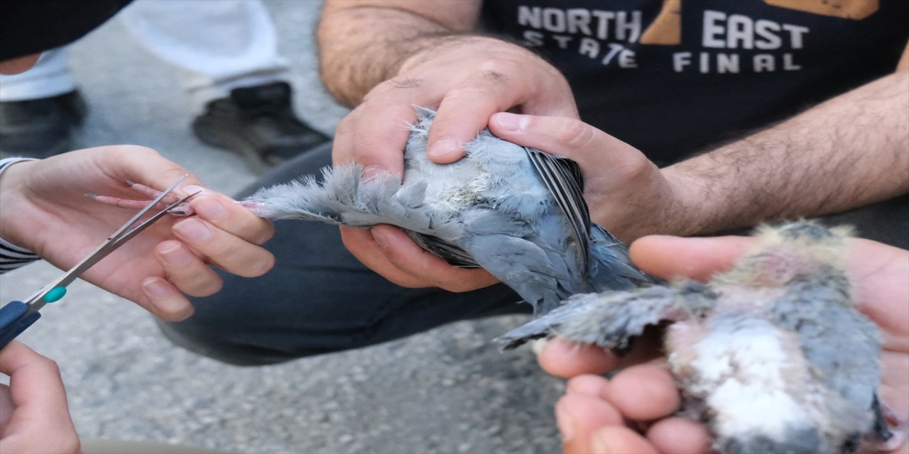 Kırklareli'nde yuvasından düşen güvercin ve yavrusunu çevre esnafı kurtardı.