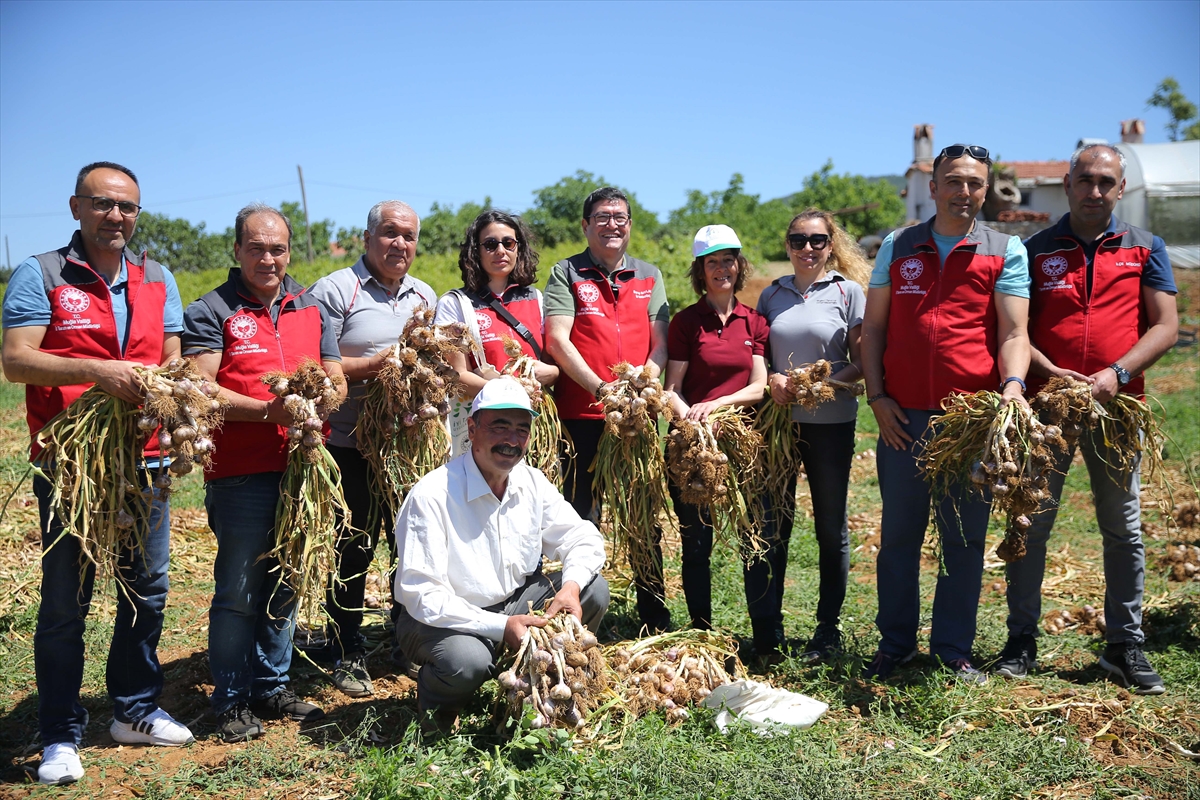 Ula sarımsağının hasadına başlandı