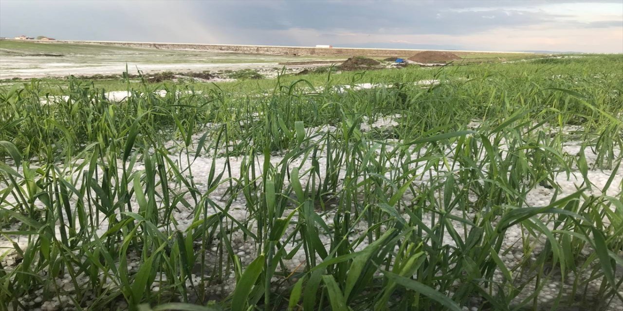Kars'ın Arpaçay ilçesinde yağan dolu tarım arazilerine zarar verdi.