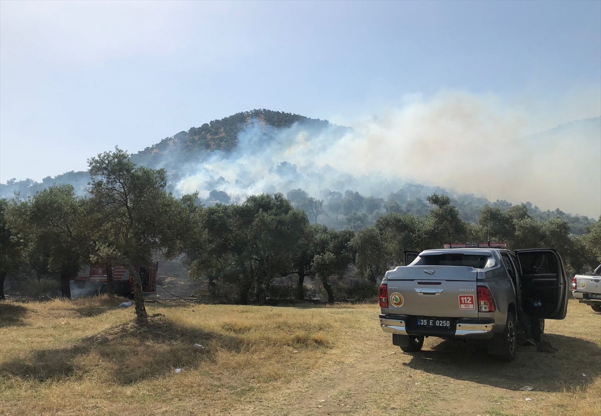İzmir'de zeytinlik alan yangını kontrol altında