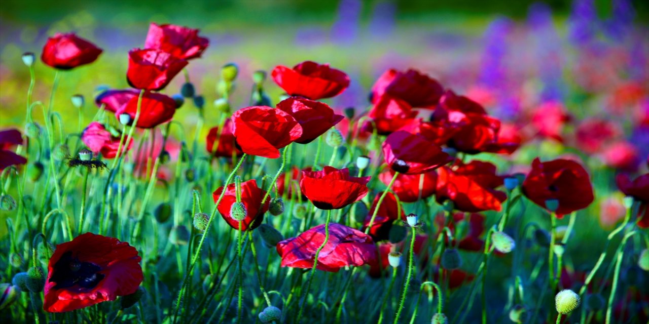 Kastamonu'da açan çiçeklerle renklenen arazi, fotoğraf çektirmek isteyenlerin sık sık uğradığı bir yer haline geldi.